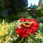 婆洛芙尼克酒店